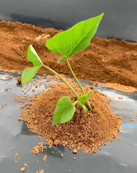 220613_食農プロジェクト_2